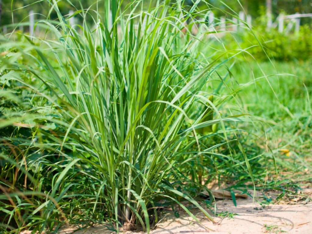 Lemongrass Plant