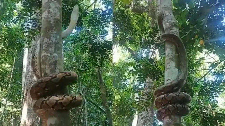 Spine-Chilling Video Captures