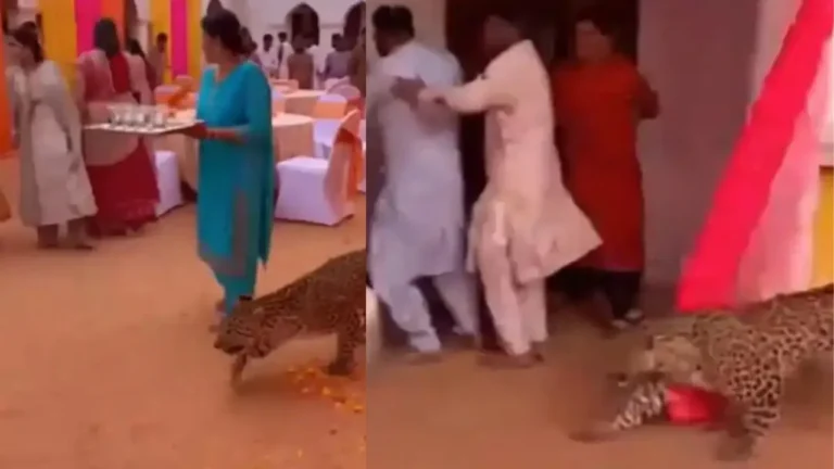 Leopard Intrusion at Wedding