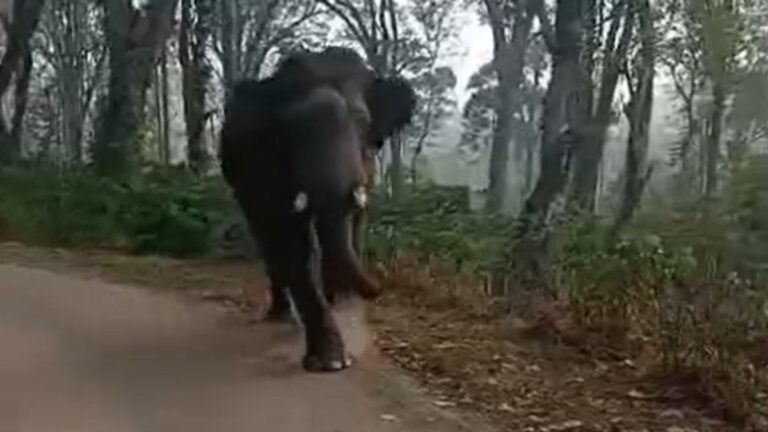 Wild Elephant Chasing School