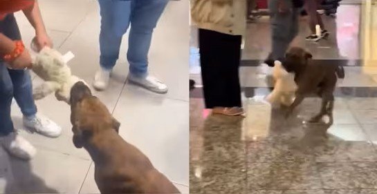 Shoppers Buy Stuffed Toy
