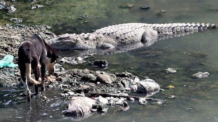 Crocodiles Gather in Gujarat’s Swelling Vishwamitri River